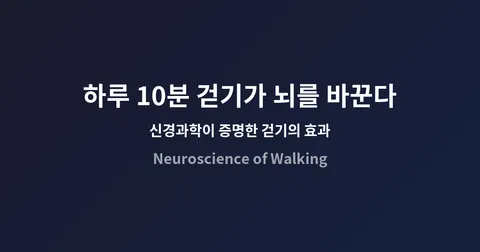하루 10분 걷기가 뇌를 바꾼다: 신경과학이 증명한 걷기의 놀라운 효과